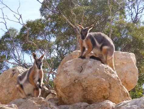 Yellow-footed Rock Wallaby - The Animal Facts Diet, Habitat, Facts, More!