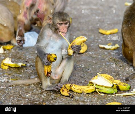 Monkeys eating bananas, Monkey Temple of Jaipur, India Stock Photo: 151542686 - Alamy