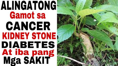 Ano Ang Gamot Sa Lung Cancer