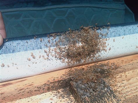 Bed Bug Exterminator South Carolina | Bed Bug control Georgia