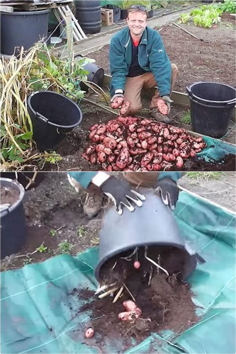 Grow Potatoes in Containers & Bags: 8 Best Secrets! - A Piece Of Rainbow