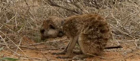 Image - Flower's snake bite.jpg | Meerkats Wiki | FANDOM powered by Wikia