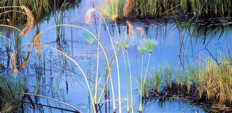 ‘Papyrus of the Okavango Delta’ - Chérie Wheatcroft