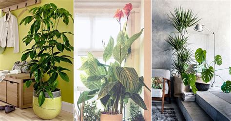 24 Types of Tropical Foliage House Plants | Tropical Indoor Plants