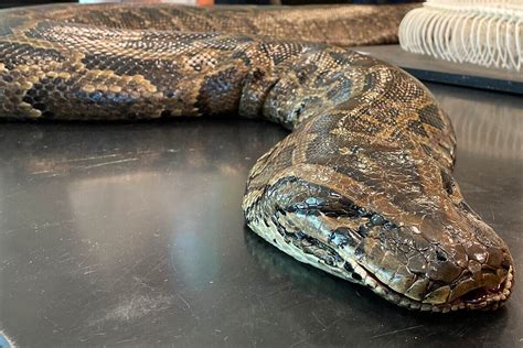 Snakes Alive! Massive Burmese Python Found in Florida Goes V - Florida Sportsman