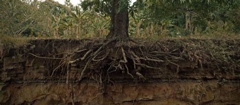 Strong Root Systems- "You Can Grow That" - Cape Cod Tree Service