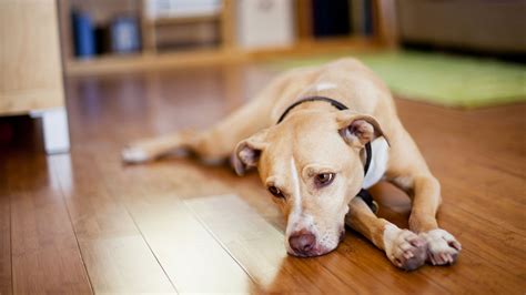 Is My Dog Depressed? Symptoms, Causes, and Treatment - GoodRx