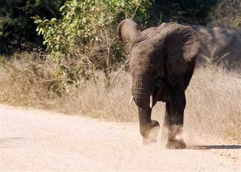 How Fast Can an Elephant Run? Speed of All Species | Storyteller Travel