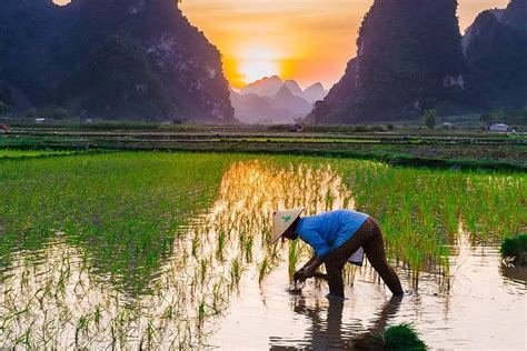 How to Grow Rice? Step-by-Step Guide | Environment Buddy