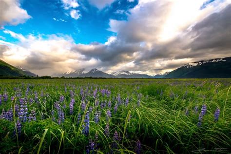 This field of lupine in Alaska can't compare to New Zealand's but it's ...