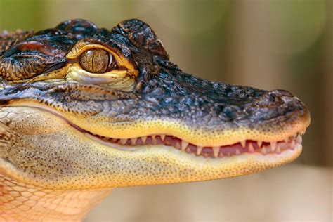 Understanding the 4 Basic Reptile Groups