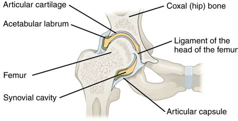 Hip Joint: Anatomy | Concise Medical Knowledge