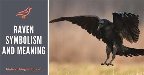 Raven Symbolism And Meaning In 2024