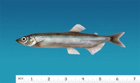 Icelandic Capelin — Atlantic Pacific