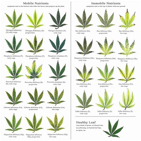 Marijuana Plant Nutrient Deficiency & Excess Diagram