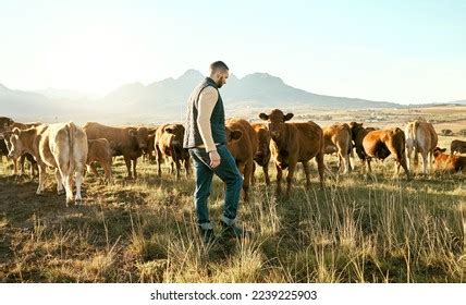 Man Farm Animals Travel Countryside Cows Stock Photo 2239225903 | Shutterstock