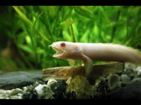 New albino Bichir~feeding (polypterus senegalus) - YouTube