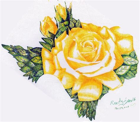 Texas Yellow Rose Drawing by Randy Sirois - Pixels