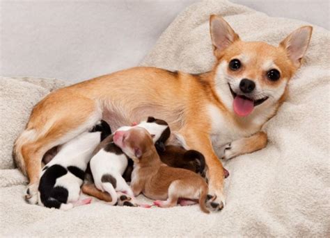 Here’s A Quick Way To Solve A Tips About How To Help Dog Birth ...