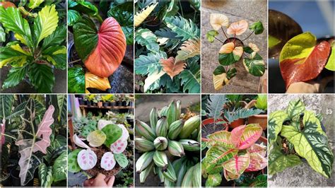 Rare Variegated Plant Varieties with Names - YouTube