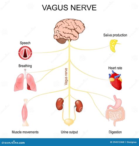 Vagus Nerve. Function of Parasympathetic Nervous System Stock Illustration - Illustration of ...