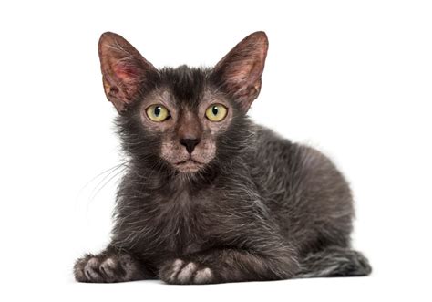 The Lykoi Cat Breed- All About The Werewolf Cats