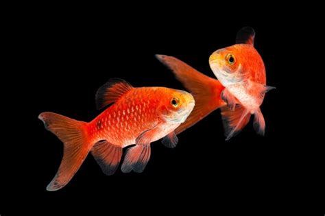 13 Amazing Goldfish Tank Mates (Best Companions)