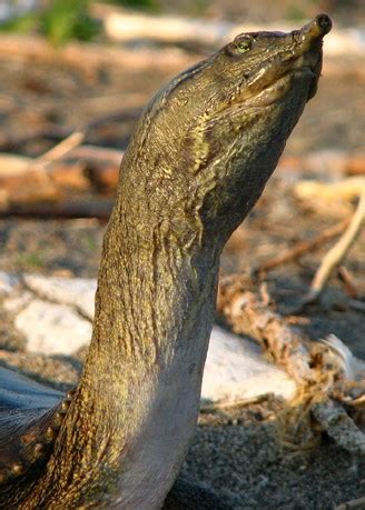 Spiny Softshell Turtle (Apalone spinifera) | about animals