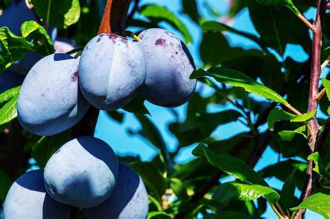 Types of Plums | Niche Fruit-Growing Supplies | FGS