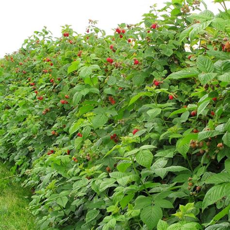 Raspberry (Rubus idaeus)tropical fruit live tree 16"-24" » Tropical Plantae