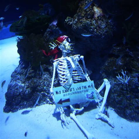 Skeleton Under The Water Meme ~ Scuba Diver Stumbles On Underwater Armchair Skeletons | Kelarislar