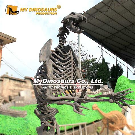 AS-079 Real Size Artificial Arctodus Skeleton for Museum | My Dinosaurs