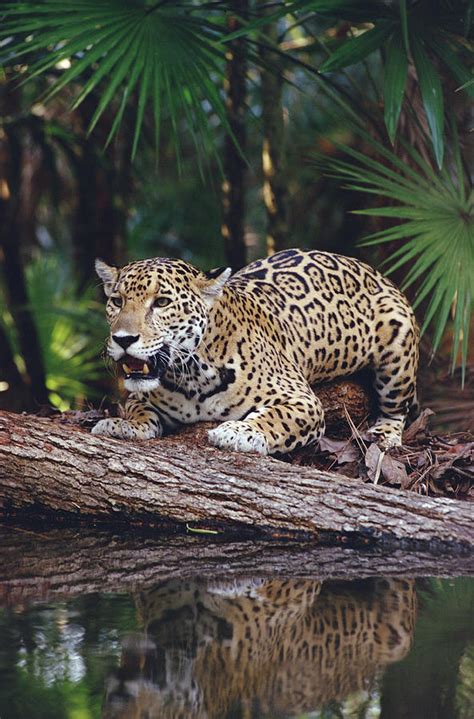 Jaguar Belize Photograph by Gerry Ellis - Fine Art America