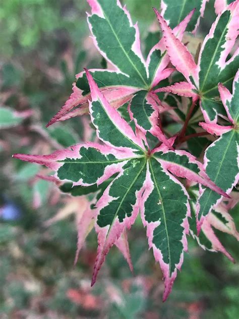 Buy Acer palmatum 'Beni shichihenge' Pink Variegated Japanese Maple ...