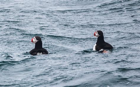 Atlantic Puffins Photographed at Eastern Egg Rock, Maine — Jack W Cox: Expedition Cinematography ...