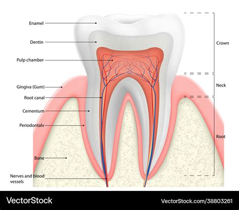 Human Tooth Anatomy Diagram Stock Image C Science Photo | My XXX Hot Girl