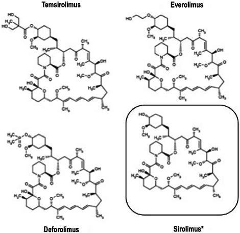 | Structure of clinically available mTOR inhibitors. | Download Scientific Diagram