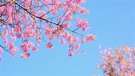 Cherry blossom or sakura with blue sky background. - Royalty Free Video