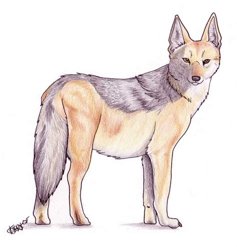 Black Backed Jackal by Korrok on DeviantArt