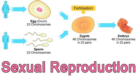 The Sexual Reproduction Is A Source Of Genetic Variations Science Online - Riset