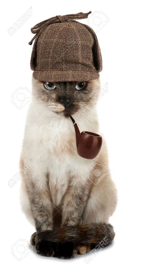 Cat detective Blank Template - Imgflip