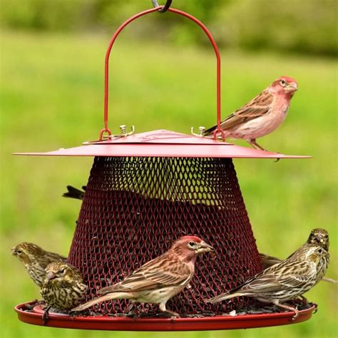 5 Best Cardinal Bird Feeders Worth the Money (2022) | World Birds