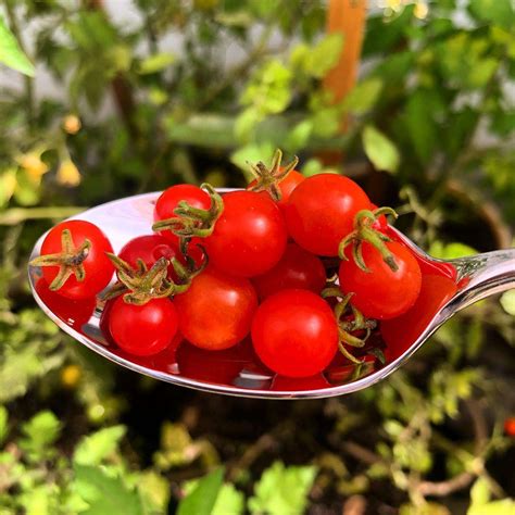 Spoon Tomato – Chilli Blossom Farm