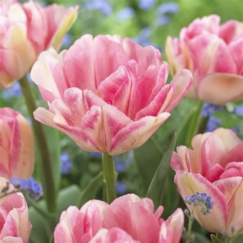 Foxtrot Tulip Bulbs - Double Tulips | Buy Online | Boston Bulbs