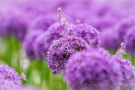 15+ Amazing Photographers Capture Bright Colors In Nature - VIEWBUG.com