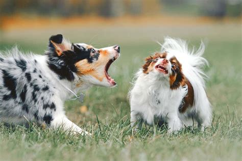 Do Collies Bark A Lot