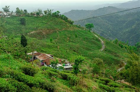 All About Darjeeling Tea, the Beguiling Brew of the Himalayas – In Pursuit of Tea