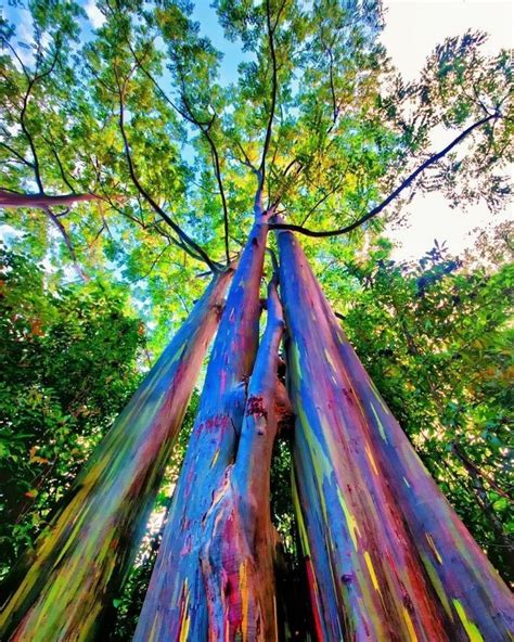 Rainbow Eucalyptus: The Most Beautiful Tree in the World | Alberi che crescono velocemente ...