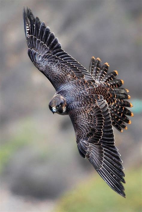 Juvenile Peregrine Falcon | Beautiful birds, Birds, Nature birds