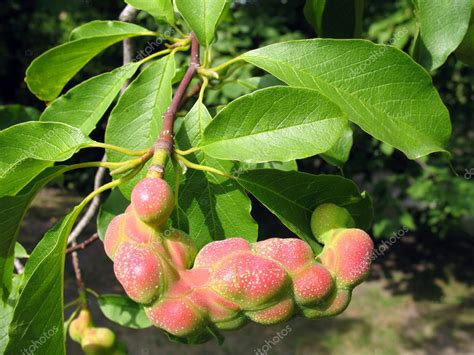 Ripe fruit of Magnolia in the park — Stock Photo © Natalija.M #2279535